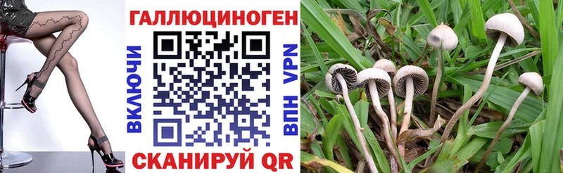 Псилоцибиновые грибы MAGIC MUSHROOMS  Купить где  Кудрово 